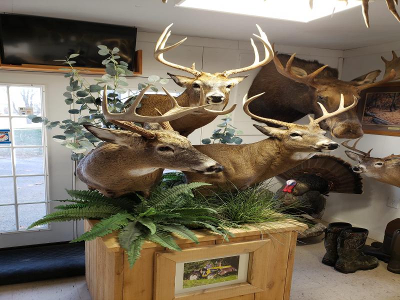 Ricks Taxidermy - Champlain Ny, United States